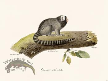 Cuvier 361 Adult Male Marmoset